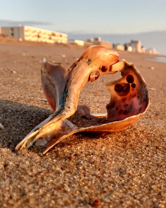 A broken seashell glows in low sun on the sand, with beachfront buildings behind