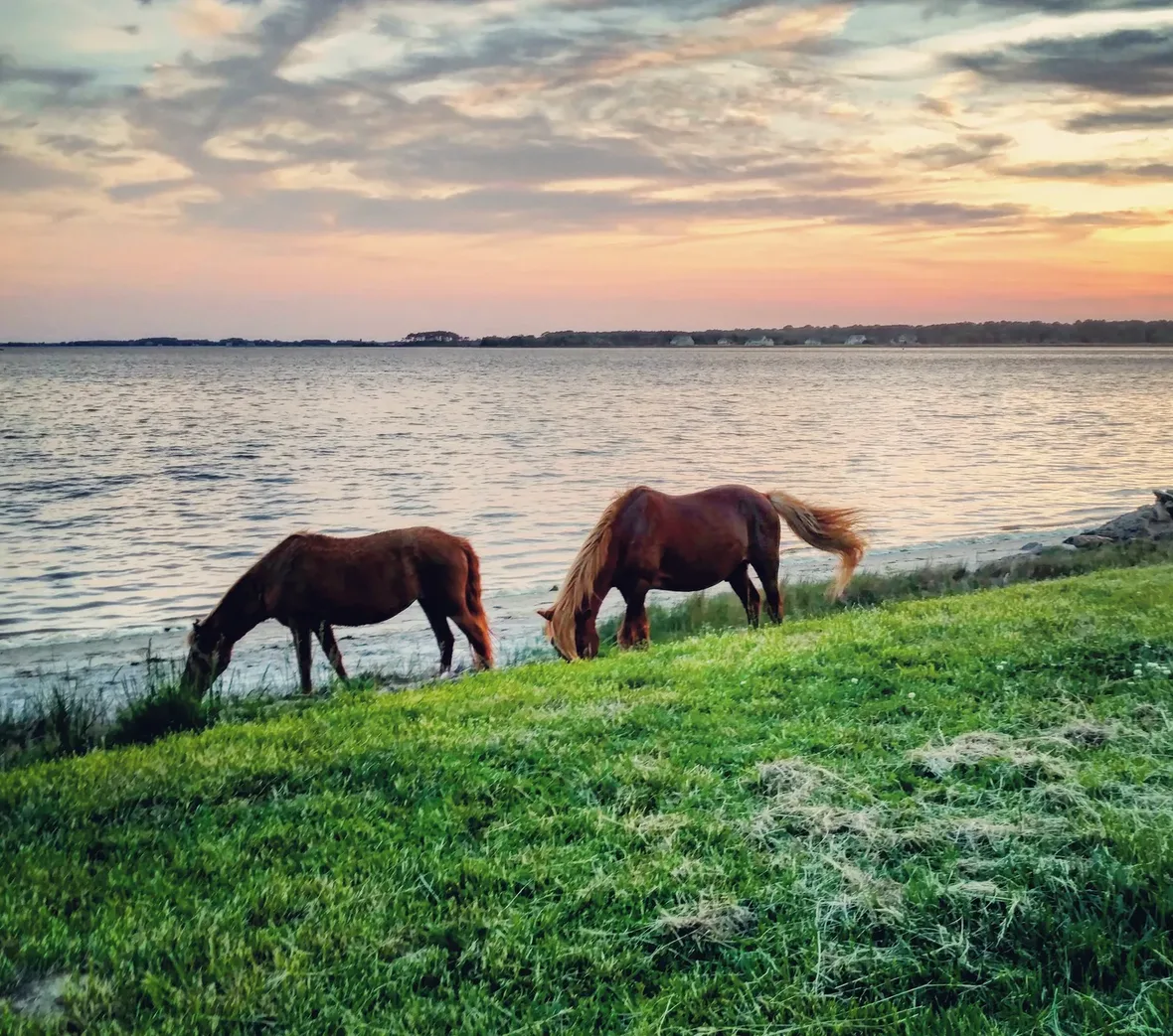 Two wild ponies graze on a green bank above the bay at sunset on Assateague Island